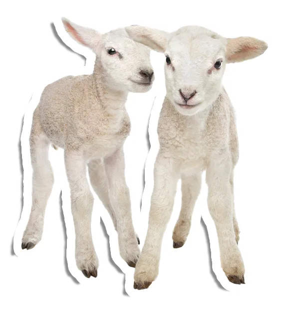 AdobeStock_42946125_Preview copy